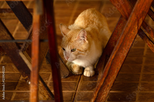 Um gato amarelo fotografado entre mesa e cadeiras de madeira. photo