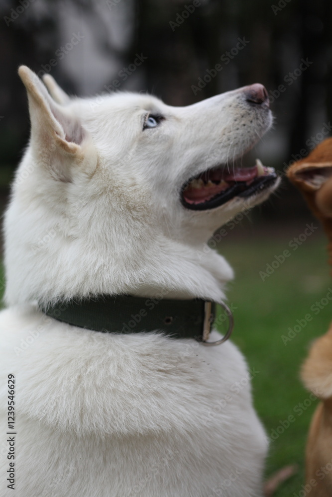 Obraz premium Nice withe husky.