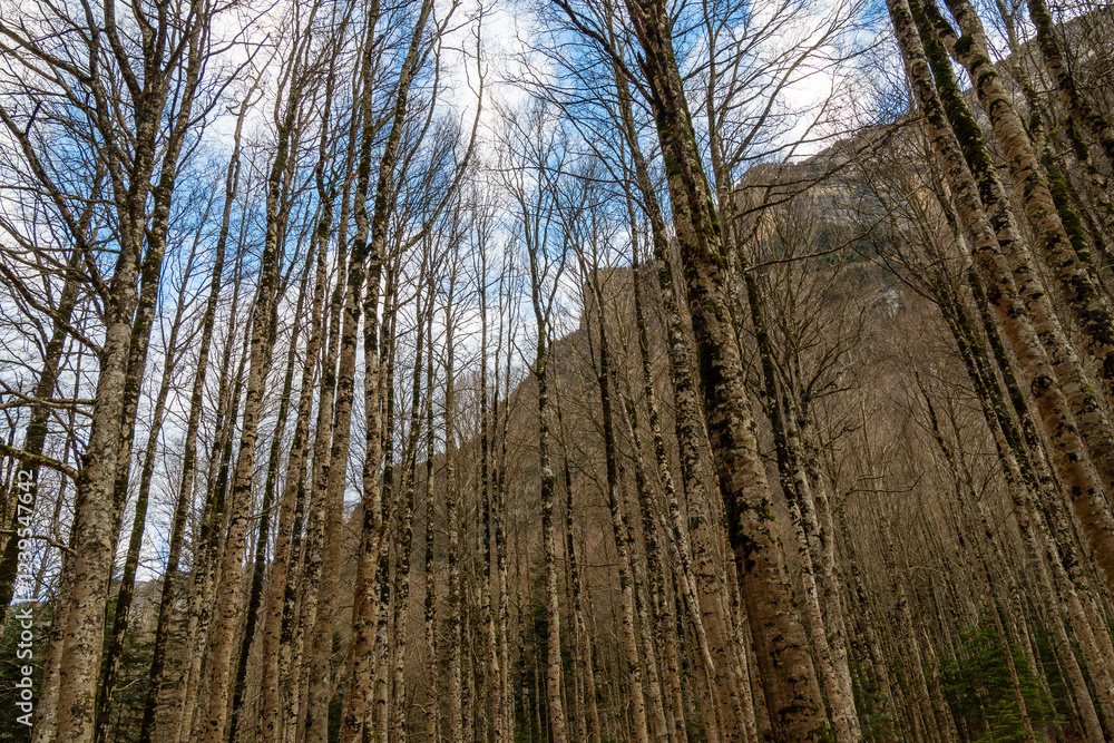 Panoramic view of forests and rivers, Ordesa National Park and Monte Perdido. Panoramic view of forests and rivers, Ordesa National Park and Monte Perdido.
