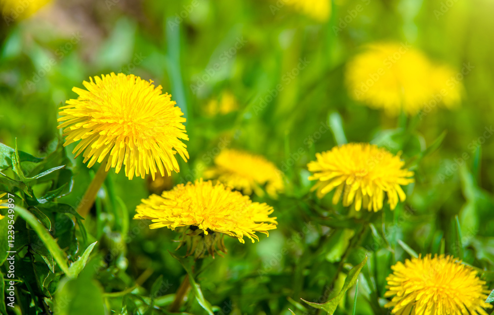 Yellow dandelions blooming on grass background
Yellow dandelions blooming on grass background