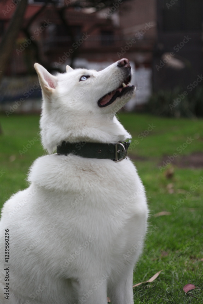 Husky Husky