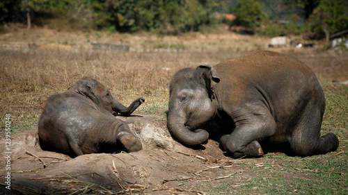Photography Playful elephants in a grassy field