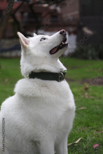 Husky