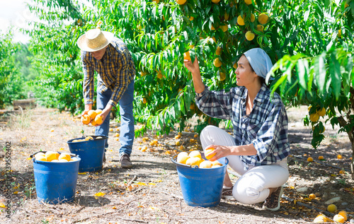 Two plantation workers harvseting peaches and filling buckets with them. photo