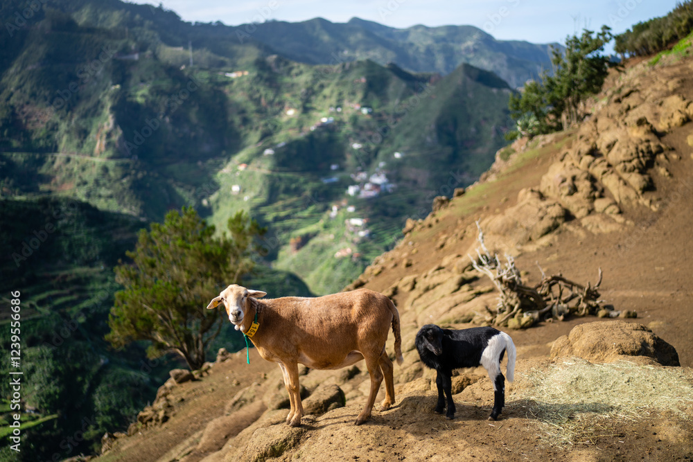 Naklejka premium A tan sheep and a black and white lamb gaze out from a mountaintop overlooking a vibrant valley.