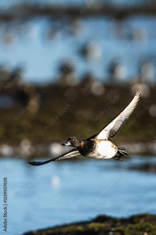 Tufted Duck, Aythya fuligula, female in flight over winter marshes Tufted Duck, Aythya fuligula, female in flight over winter marshes