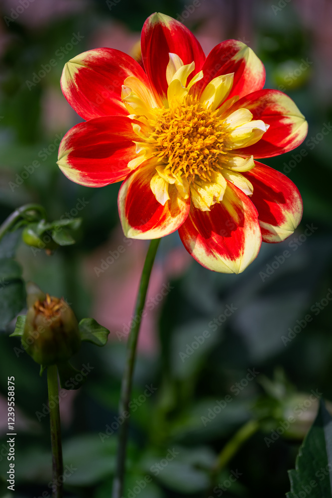 Beautiful red and yellow flower of Dahlia Beautiful red and yellow flower of Dahlia