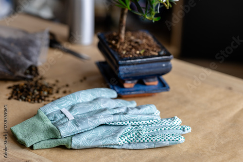 podocarpus bonsai tree, houseplant care, bonsai fertilizer, bonsai tree and work tools and  close up garden gloves on table photo