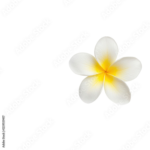 A vibrant yellow and white flower on a black background, showcasing its delicate petals and inviting beauty.