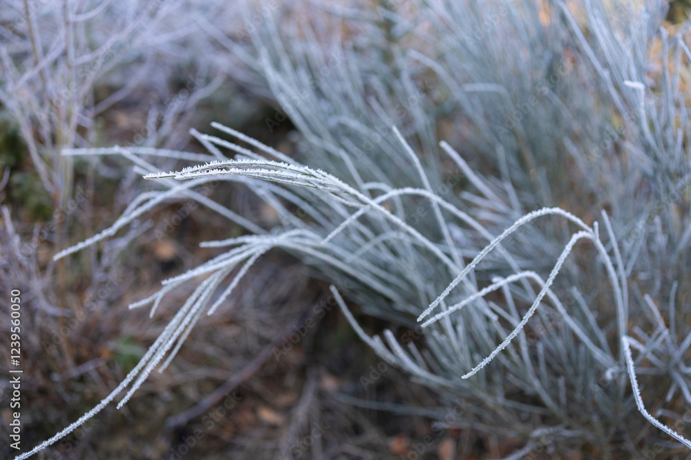 Obraz premium Beautiful frosty morning in the winter forest. Trees and plants covered with frost