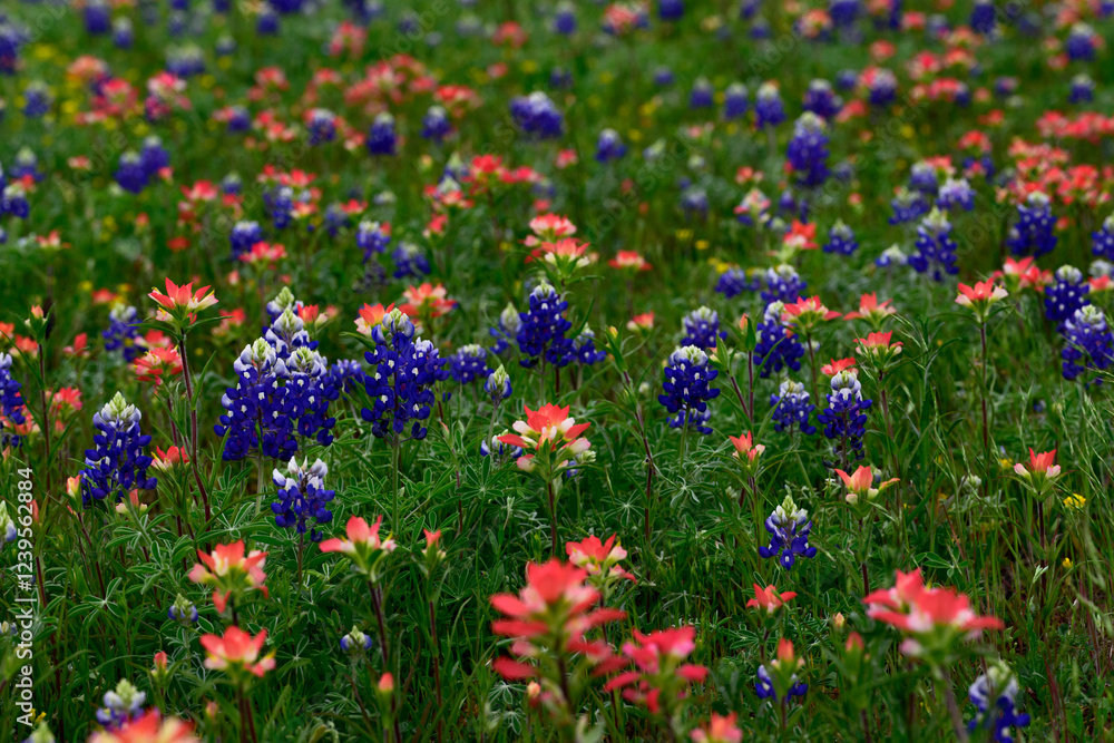 Obraz premium North America, USA, Texas, Marble Falls, Indian Paintbrush and Texas Blue Bonnets