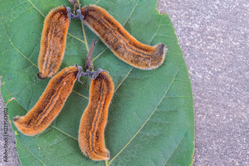 Cowhage,Mucuna pruriens,Mucuna pruriens,Carpogon capitatus , Legminosae,Papilionoideae,fruit.The herbaceous for add sexual Performance in Thailand.