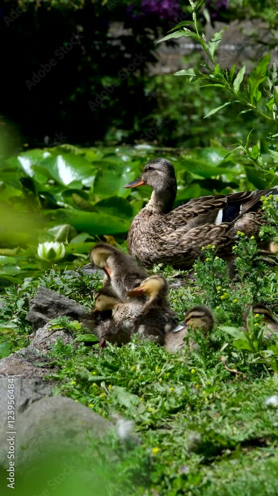 ducks and ducklings swimming in the pond next to water lilies on a summer day ducks and ducklings swimming in the pond next to water lilies on a summer day