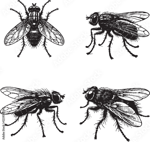 "Detailed Black and White Fly Illustrations - Vector Collection"