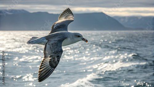 A northern fulmar gliding gracefully over the ocean, captured in a full-body shot