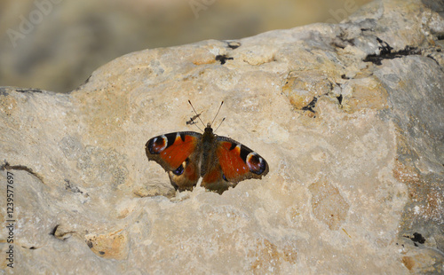 Close-up of the peacock butterfly is a species of ditrisid lepidopteran. Resting on top of a rock. photo