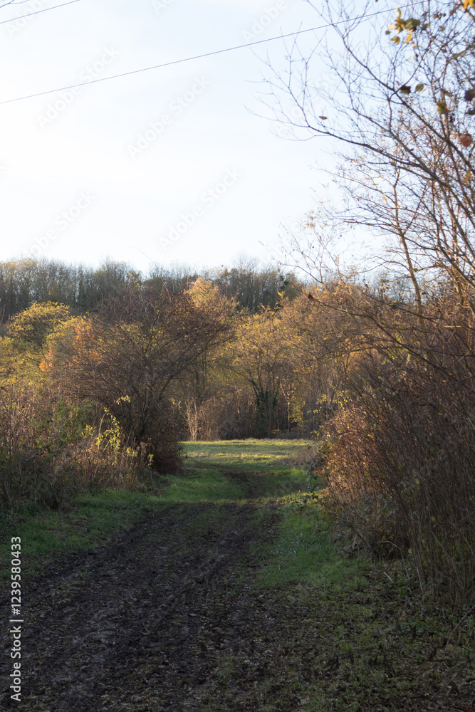 Obraz premium autumn in the forest