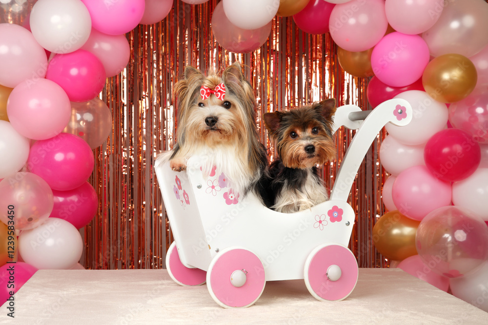 Two Adorable Yorkshire Terriers in a Toy Stroller at a Party