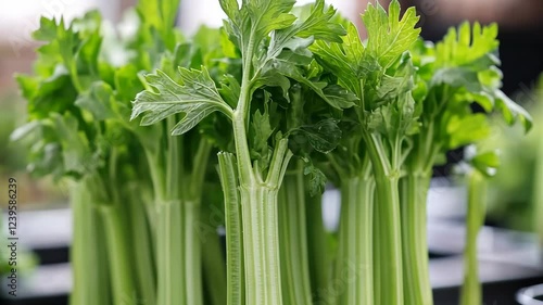 Freshly harvested celery displayed in a market stall, showcasing vibrant green stalks and crisp leaves