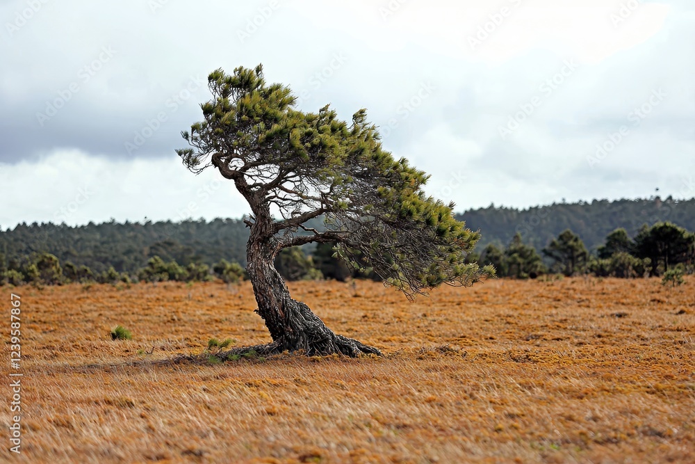 Windswept tree on grassy plain under cloudy sky Windswept tree on grassy plain under cloudy sky