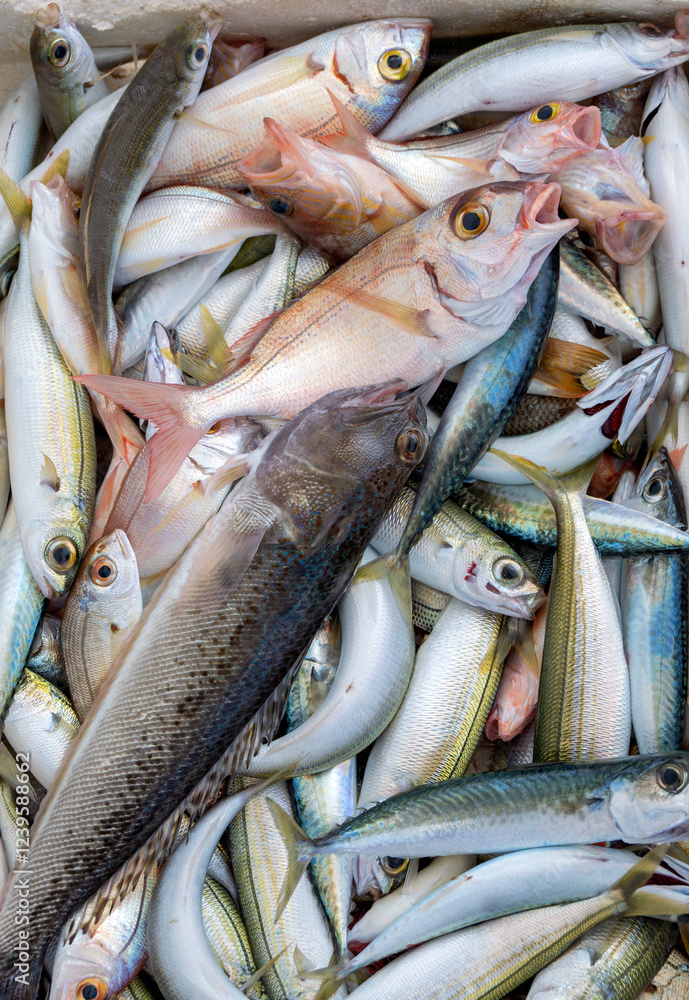 Fototapeta premium Ryby złowione w Morzu Śródziemnym, Fish caught in the Mediterranean Sea