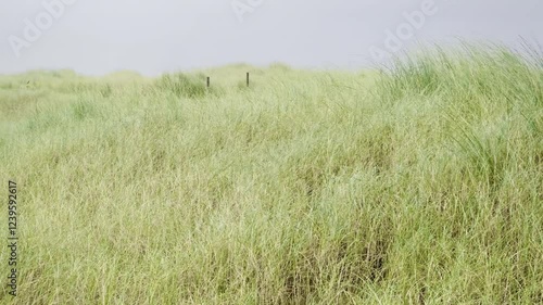 Lush green coastal dunes covered in dense marram grass under an overcast sky in Authie Bay near Berck, France, forming a natural and windswept landscape along the shoreline.