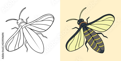 Illustrated Firefly with Line Drawing and Fully Colored Versions