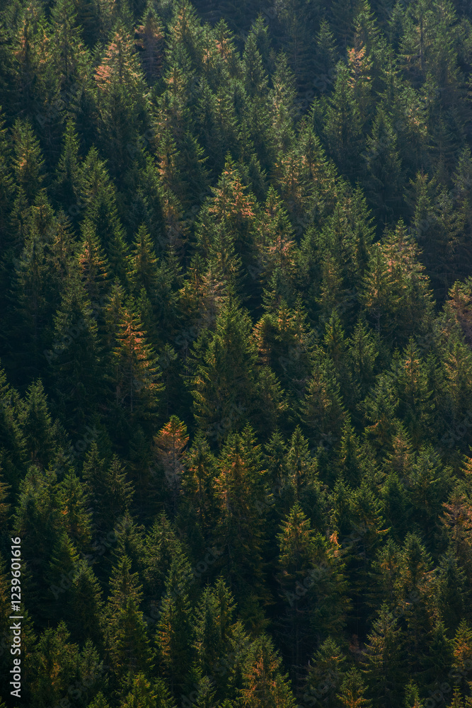 Dense evergreen forest in the Tatra Mountains Dense evergreen forest in the Tatra Mountains