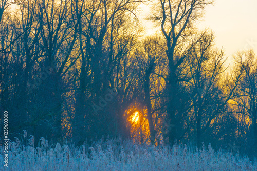 Trees in a yellow foggy sky in the light of sunrise in winter, Almere, Flevoland, The Netherlands, February 3, 2025 photo