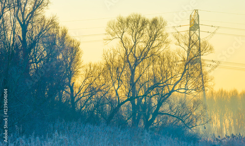 Trees in a yellow foggy sky in the light of sunrise in winter, Almere, Flevoland, The Netherlands, February 3, 2025 photo