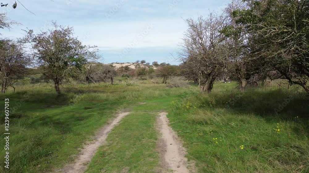 A peaceful dirt path covered with grass leads through a green landscape with scattered trees and yellow wildflowers. In the background, sand dunes rise under a bright blue sky with soft clouds. A peaceful dirt path covered with grass leads through a green landscape with scattered trees and yellow wildflowers. In the background, sand dunes rise under a bright blue sky with soft clouds.