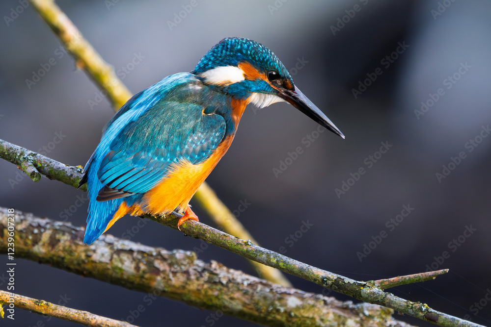 Eisvogel im Herbst, Winter auf einem Ast / Vogel / Kingfisher Eisvogel im Herbst, Winter auf einem Ast / Vogel / Kingfisher