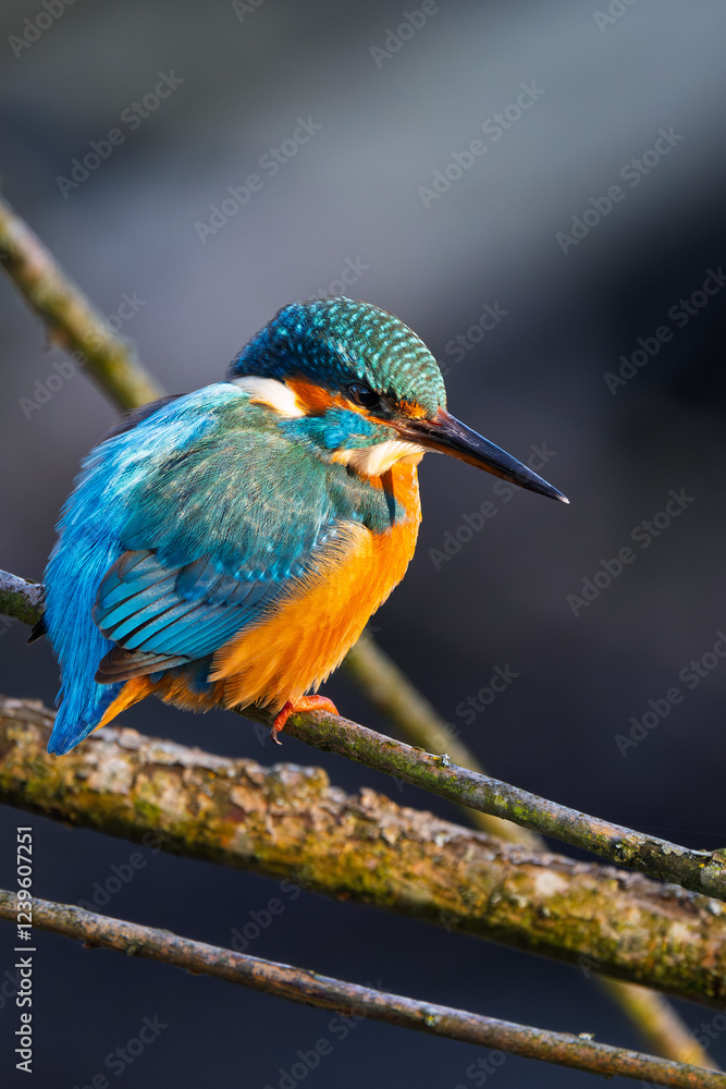 Fototapeta premium Eisvogel im Herbst, Winter auf einem Ast / Vogel / Kingfisher