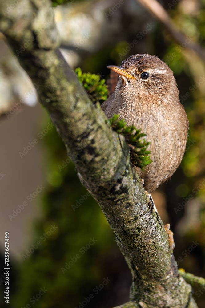 Zaunkönig (Eurasian wren) rastet auf einem Ast Zaunkönig (Eurasian wren) rastet auf einem Ast