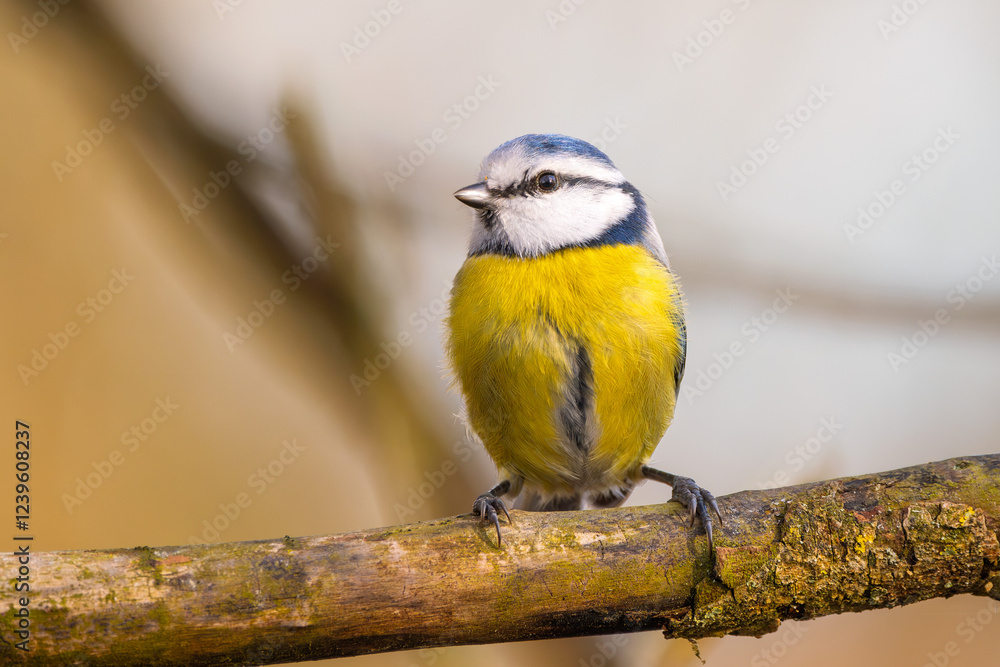 Naklejka premium Blaumeise (blue tit) im Herbst, Winter auf einem Ast / Vogel