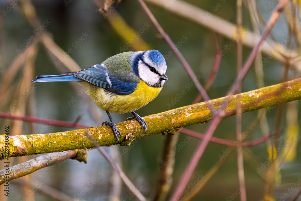 Fototapeta premium Blaumeise (blue tit) im Herbst, Winter auf einem Ast / Vogel