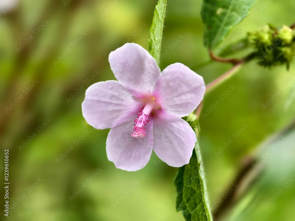 pulutan flower (Urena lobata) with blur background pulutan flower (Urena lobata) with blur background