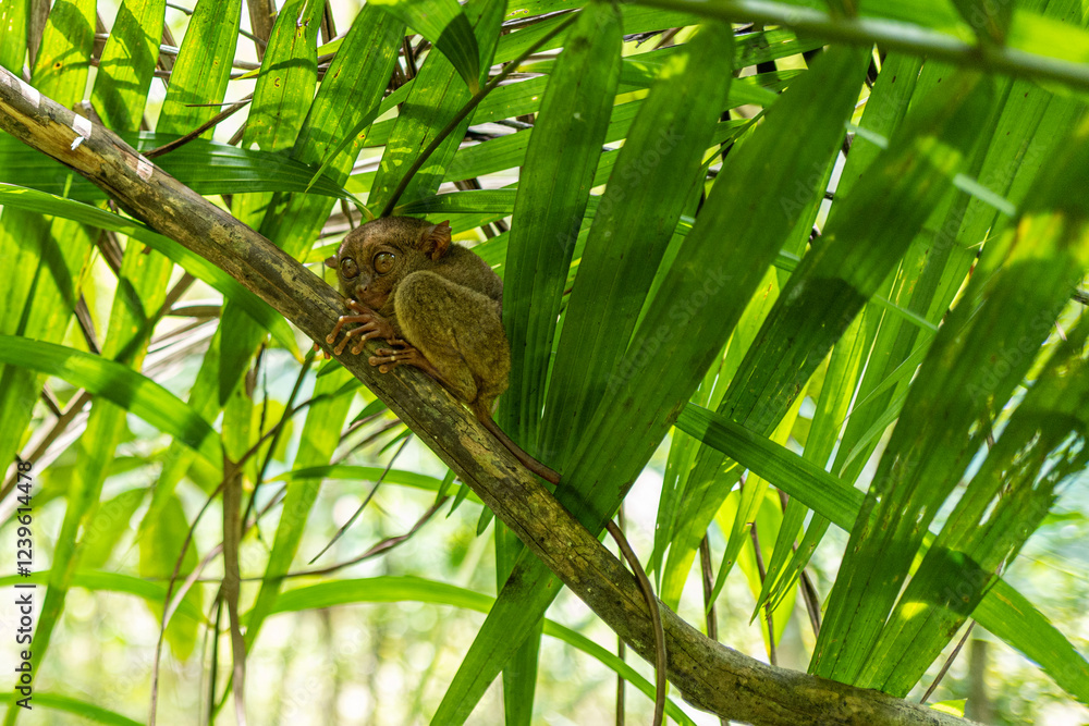 A tiny Philippine tarsier peeks from behind lush, green palm fronds, showcasing its captivating eyes in a tropical rainforest setting. A tiny Philippine tarsier peeks from behind lush, green palm fronds, showcasing its captivating eyes in a tropical rainforest setting.