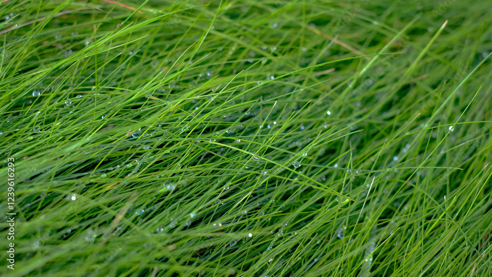 The grass is wet and green, with droplets of water on the blades. The grass is lush and vibrant, with a fresh, dewy appearance. The grass is wet and green, with droplets of water on the blades. The grass is lush and vibrant, with a fresh, dewy appearance.