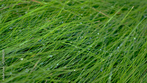 The grass is wet and green, with droplets of water on the blades. The grass is lush and vibrant, with a fresh, dewy appearance.