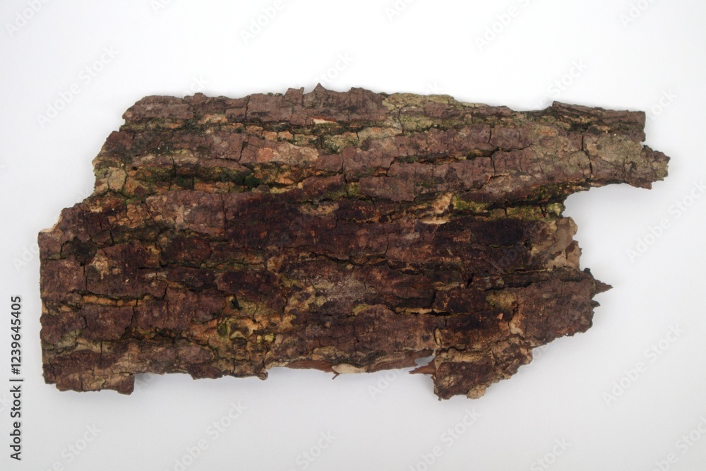 Fototapeta premium Old tree bark on white background