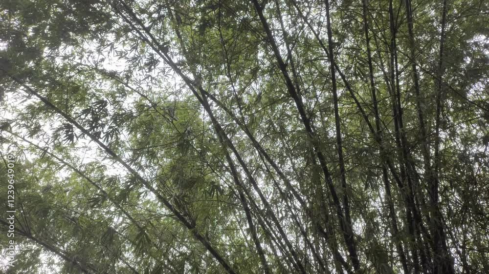 Bamboo, or Bambusoideae, sways in the wind. Bamboo is a grass-type plant with cavities and internodes in its stem. Bamboo, or Bambusoideae, sways in the wind. Bamboo is a grass-type plant with cavities and internodes in its stem.
