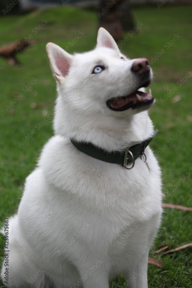 Husky Husky
