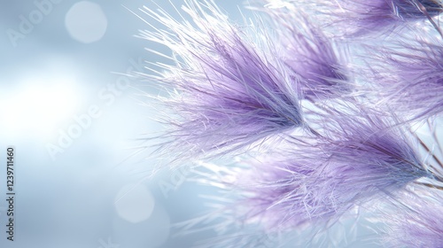 Obraz na płótnie Lavender Pampas Grass Close-up, Soft Background, Bokeh, Design Element w salonie