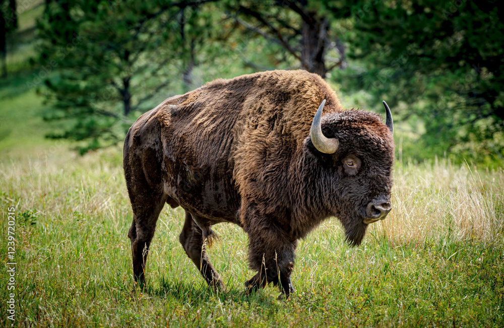 Buffalo grazing in the Black Hills of South Dakota Buffalo grazing in the Black Hills of South Dakota