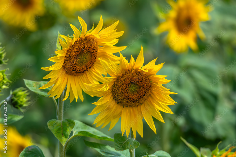 Stunning Summer Sunflowers and Honey Bees Stunning Summer Sunflowers and Honey Bees