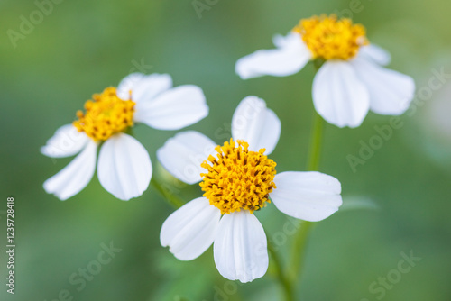 pilose beggarticks