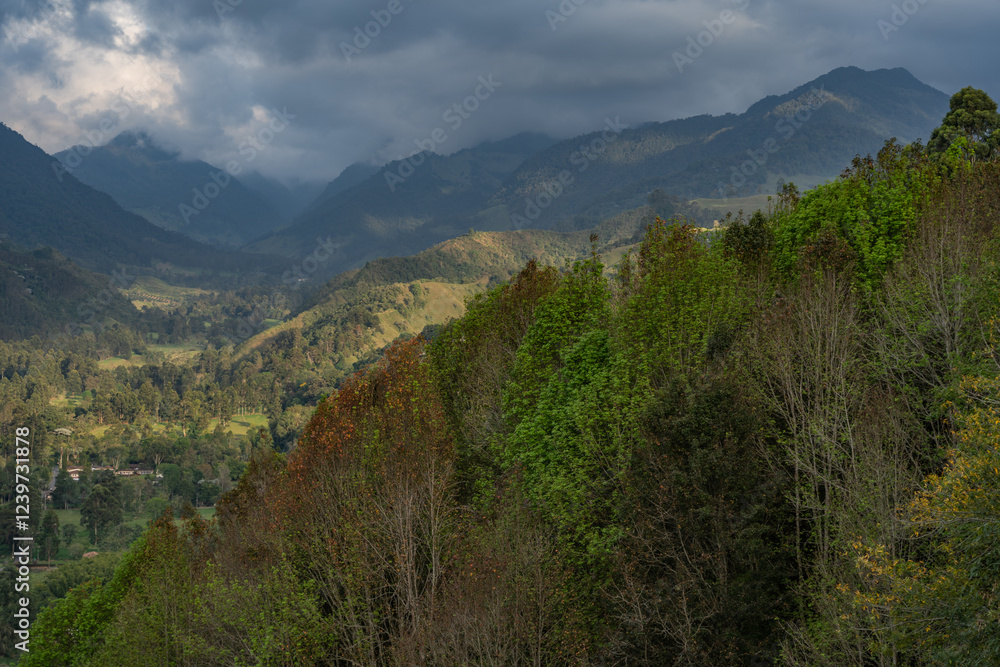 Fototapeta premium Misty alpine landscape of Cocora valley, Salento, Colombia, South America. Clouds and Subtropical Andean Cordillera in Salento, Colombia, Nevados National Natural Park