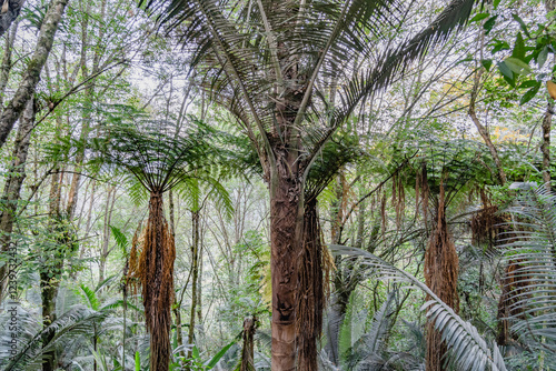 Tree-lined path in a colonial town in Colombia, surrounded by wax palms in a green and natural environment. Salento town, Quindio, Colombia. photo