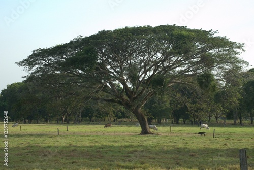 Canvas Print Bosques y grandes espacios en el Estado Portuguesa